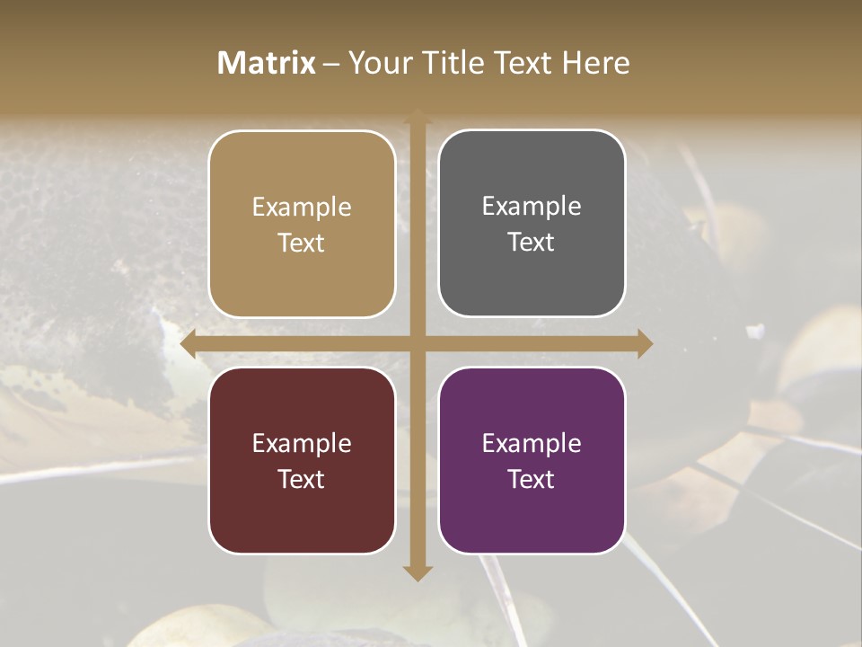 Catfish Face PowerPoint Template