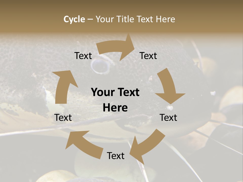 Catfish Face PowerPoint Template