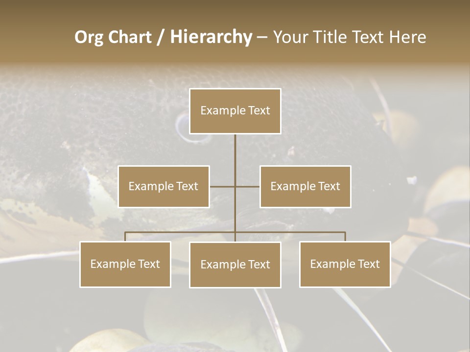 Catfish Face PowerPoint Template