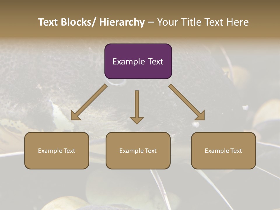 Catfish Face PowerPoint Template