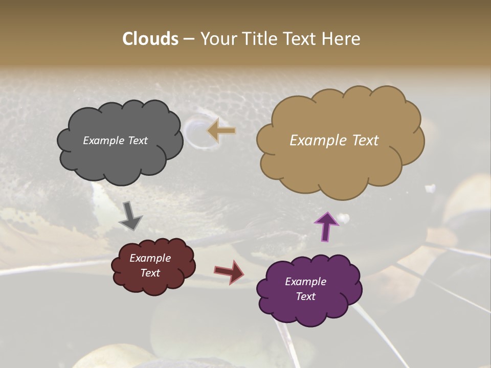 Catfish Face PowerPoint Template