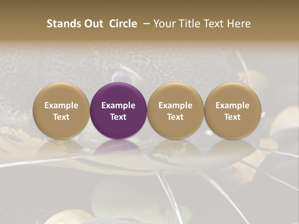 Catfish Face PowerPoint Template