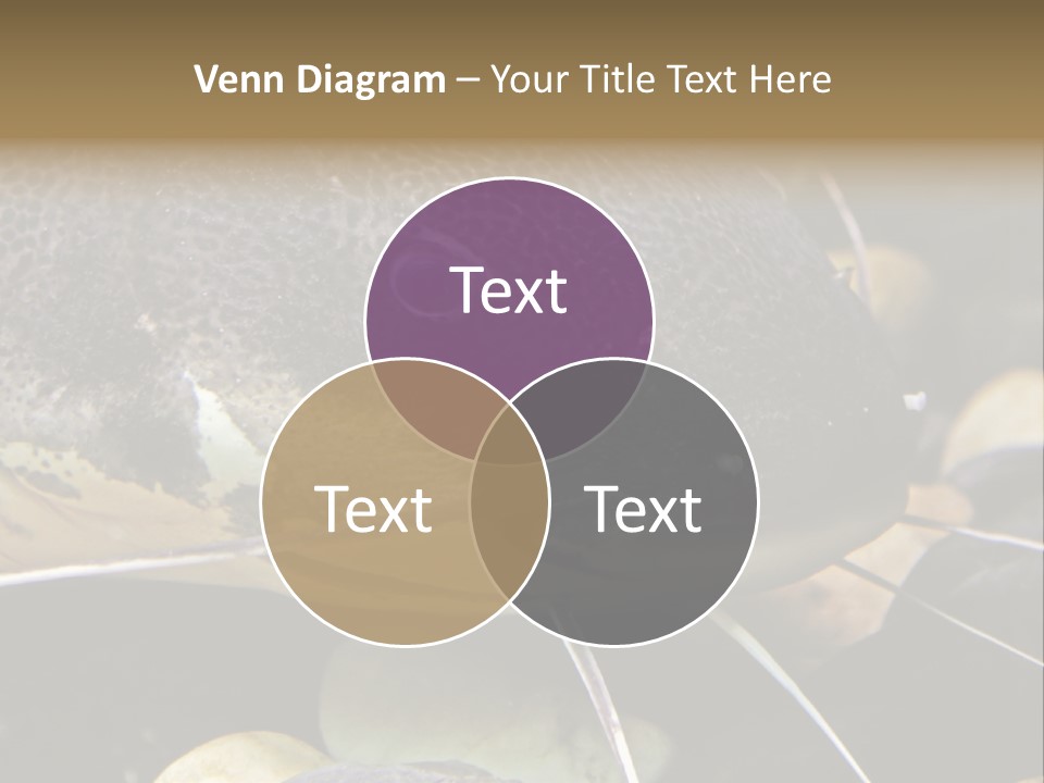 Catfish Face PowerPoint Template