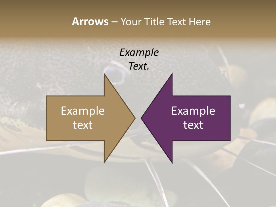 Catfish Face PowerPoint Template