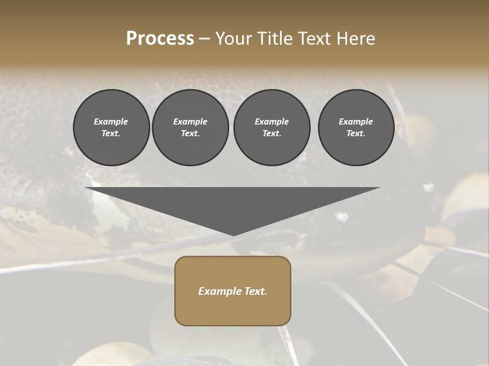 Catfish Face PowerPoint Template