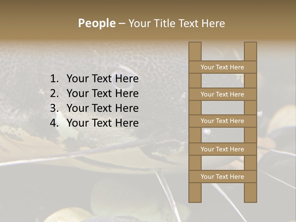 Catfish Face PowerPoint Template