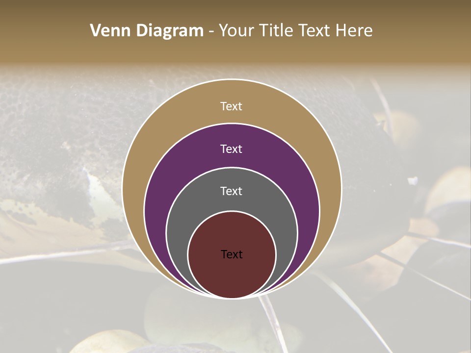 Catfish Face PowerPoint Template
