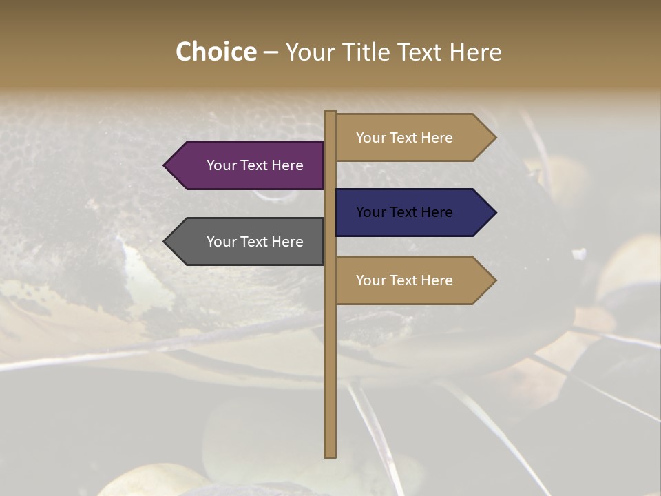 Catfish Face PowerPoint Template