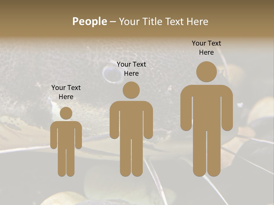 Catfish Face PowerPoint Template