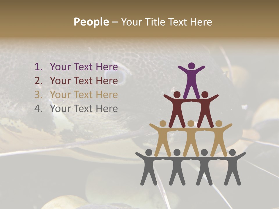 Catfish Face PowerPoint Template