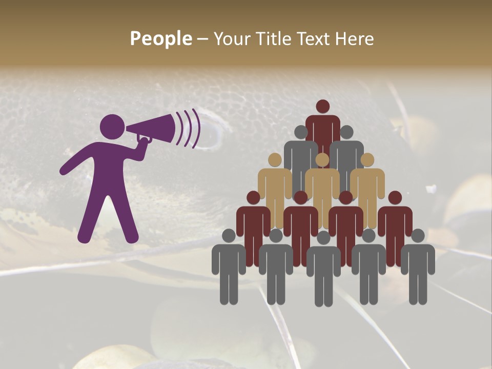 Catfish Face PowerPoint Template