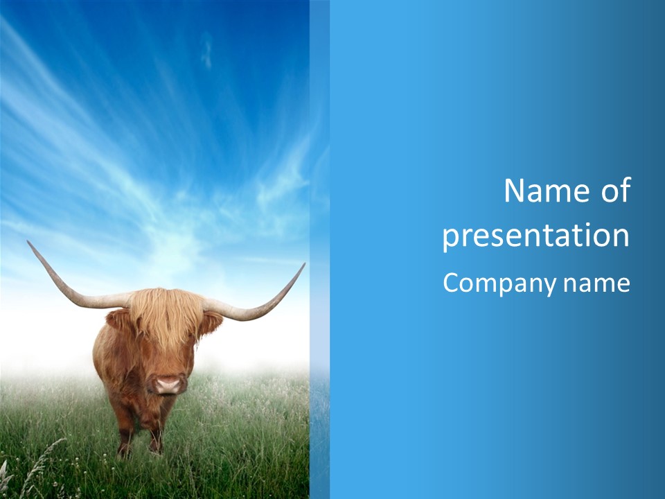 A Glorious View Of The Scottish Highland Cow Emerging From The Morning Mist PowerPoint Template