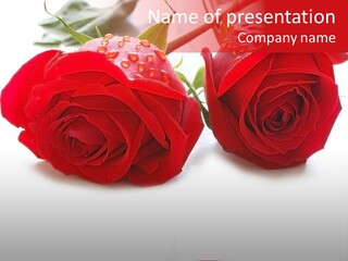 Wedding Concept With Roses And Rings- Many Similar Photos In My Portfolio PowerPoint Template