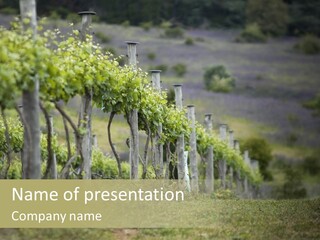 Closeup View Of A Grape Vine PowerPoint Template