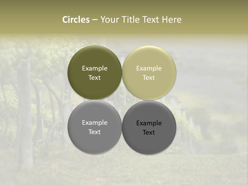 Closeup View Of A Grape Vine PowerPoint Template