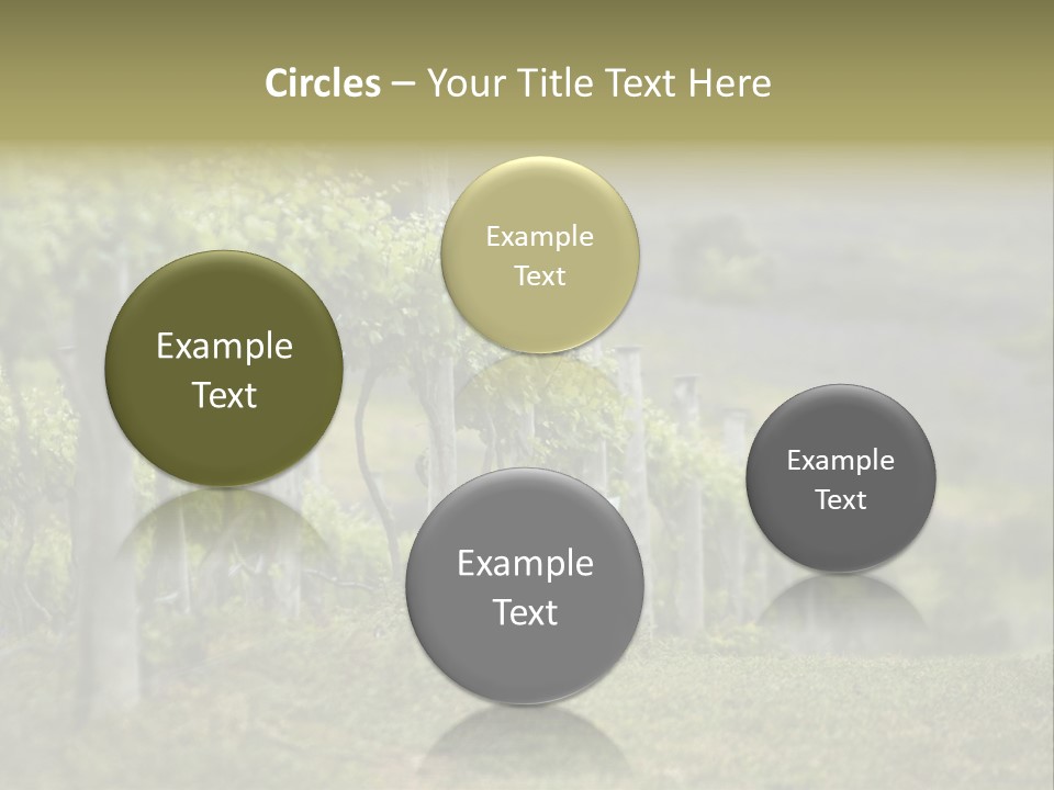 Closeup View Of A Grape Vine PowerPoint Template