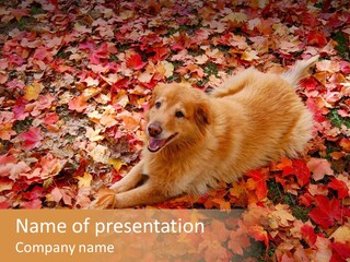 Dog In Colorful Leaves PowerPoint Template