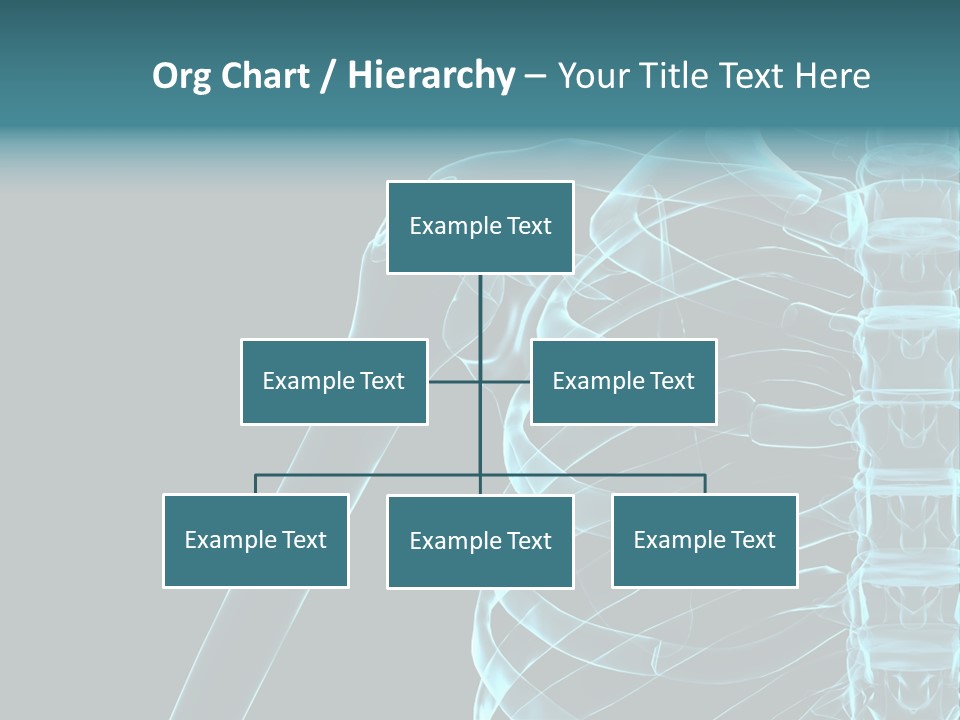 3D Shoulder PowerPoint Template
