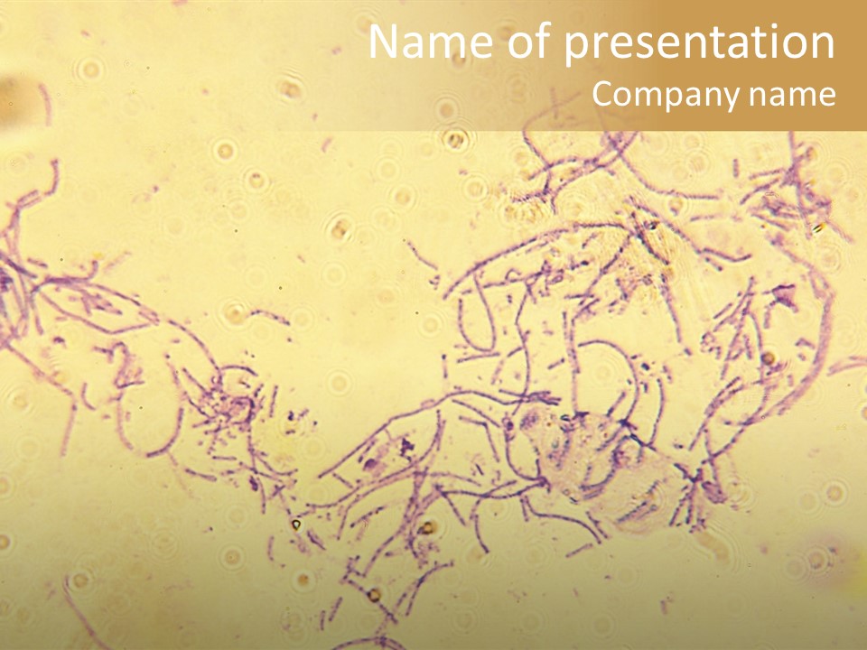 Microscope Photo Of Anthrax (Bacillus Anthracis). Focus=Left Center. 14Mp Camera, Microscope At 45X. PowerPoint Template