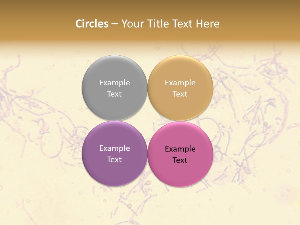Microscope Photo Of Anthrax (Bacillus Anthracis). Focus=Left Center. 14Mp Camera, Microscope At 45X. PowerPoint Template