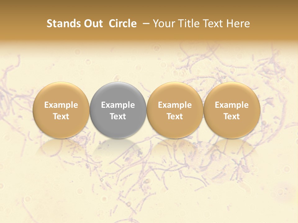 Microscope Photo Of Anthrax (Bacillus Anthracis). Focus=Left Center. 14Mp Camera, Microscope At 45X. PowerPoint Template
