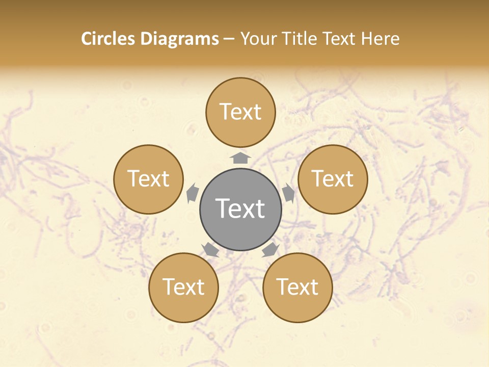 Microscope Photo Of Anthrax (Bacillus Anthracis). Focus=Left Center. 14Mp Camera, Microscope At 45X. PowerPoint Template