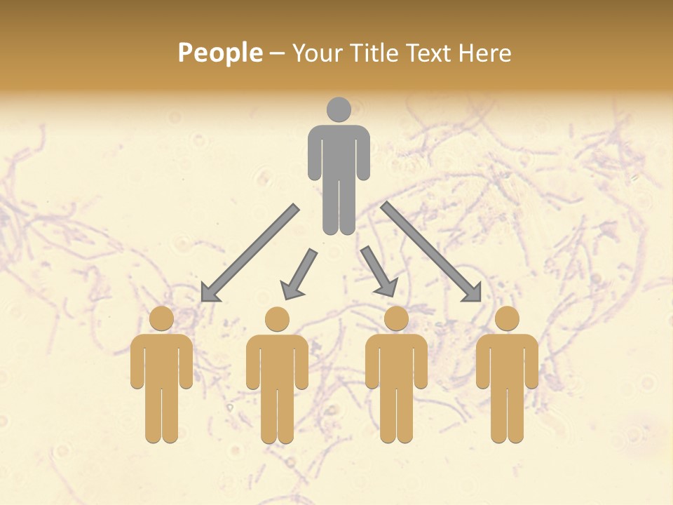 Microscope Photo Of Anthrax (Bacillus Anthracis). Focus=Left Center. 14Mp Camera, Microscope At 45X. PowerPoint Template