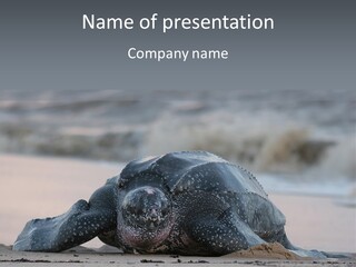 Leatherback Sea Turtle Crawling Up The Beach To Complete The Nesting Process PowerPoint Template