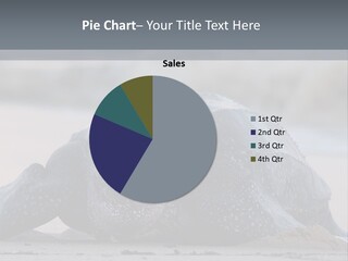 Leatherback Sea Turtle Crawling Up The Beach To Complete The Nesting Process PowerPoint Template