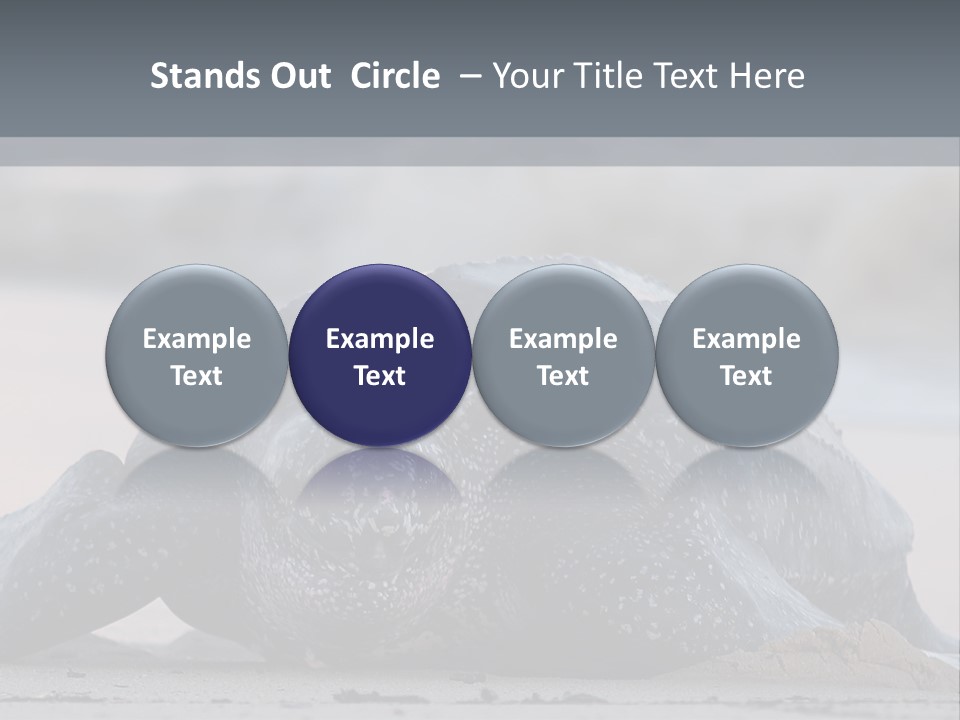 Leatherback Sea Turtle Crawling Up The Beach To Complete The Nesting Process PowerPoint Template