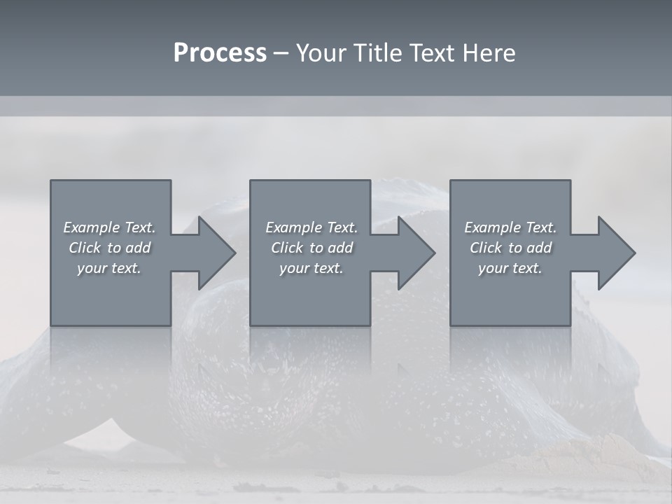 Leatherback Sea Turtle Crawling Up The Beach To Complete The Nesting Process PowerPoint Template