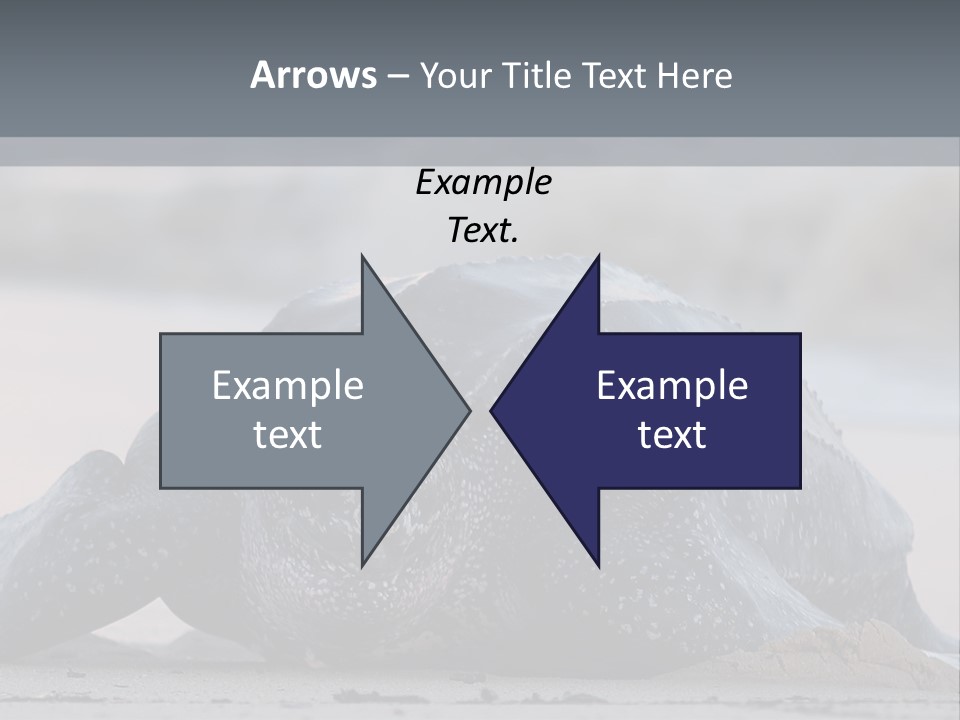 Leatherback Sea Turtle Crawling Up The Beach To Complete The Nesting Process PowerPoint Template