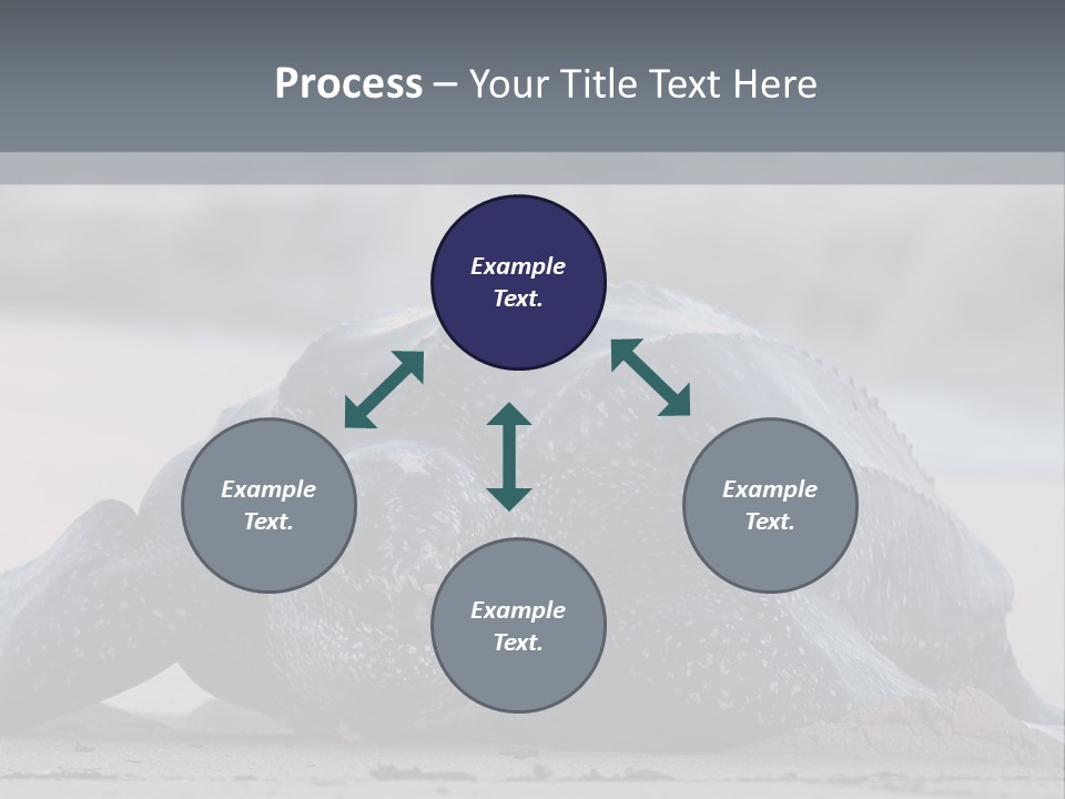 Leatherback Sea Turtle Crawling Up The Beach To Complete The Nesting Process PowerPoint Template