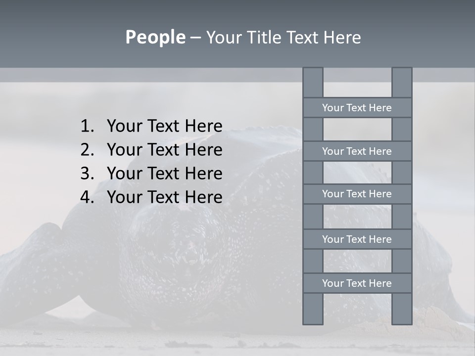 Leatherback Sea Turtle Crawling Up The Beach To Complete The Nesting Process PowerPoint Template