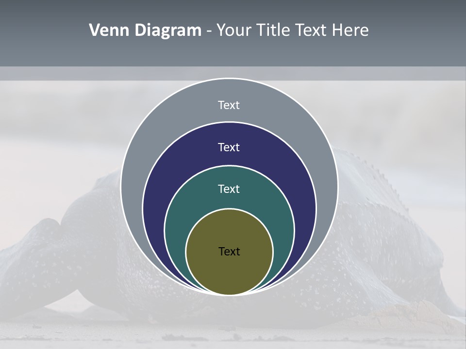 Leatherback Sea Turtle Crawling Up The Beach To Complete The Nesting Process PowerPoint Template