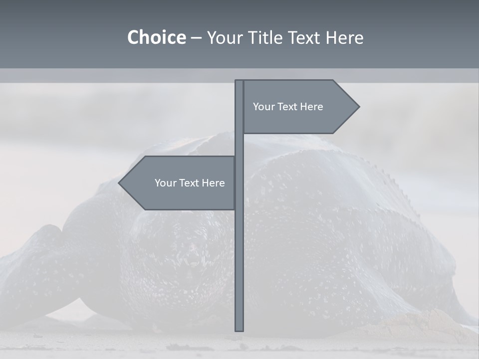 Leatherback Sea Turtle Crawling Up The Beach To Complete The Nesting Process PowerPoint Template