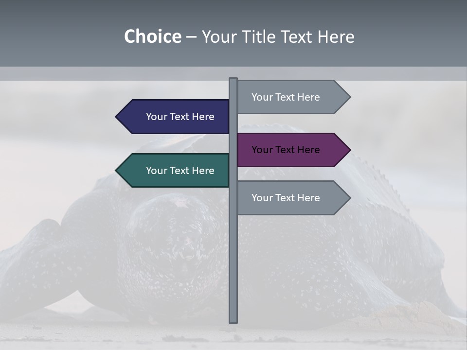 Leatherback Sea Turtle Crawling Up The Beach To Complete The Nesting Process PowerPoint Template