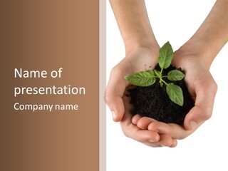 Children's Hands Hold A Young Plant PowerPoint Template