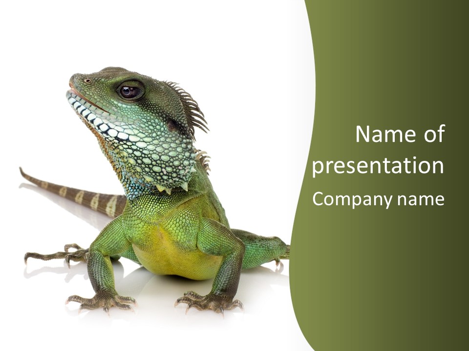 Bearded Dragon In Front Of A White Background PowerPoint Template