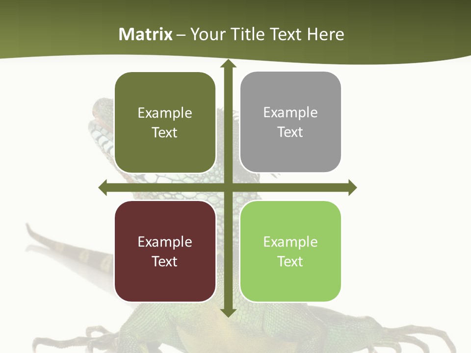 Bearded Dragon In Front Of A White Background PowerPoint Template