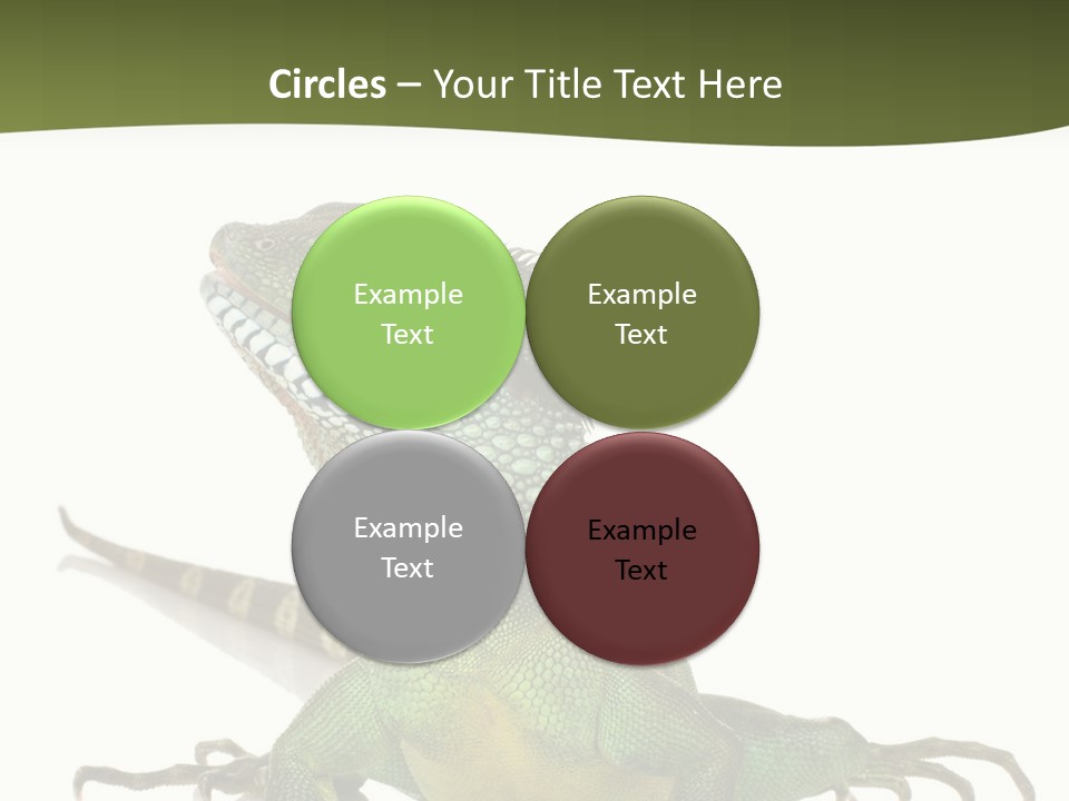 Bearded Dragon In Front Of A White Background PowerPoint Template