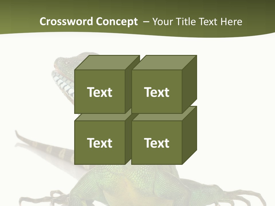 Bearded Dragon In Front Of A White Background PowerPoint Template