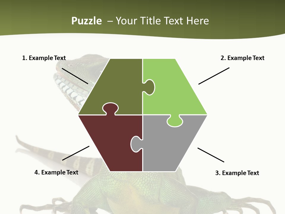 Bearded Dragon In Front Of A White Background PowerPoint Template