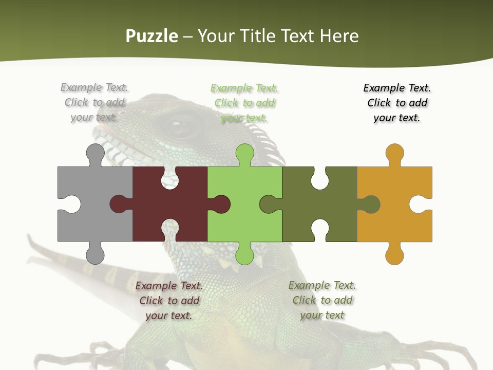 Bearded Dragon In Front Of A White Background PowerPoint Template