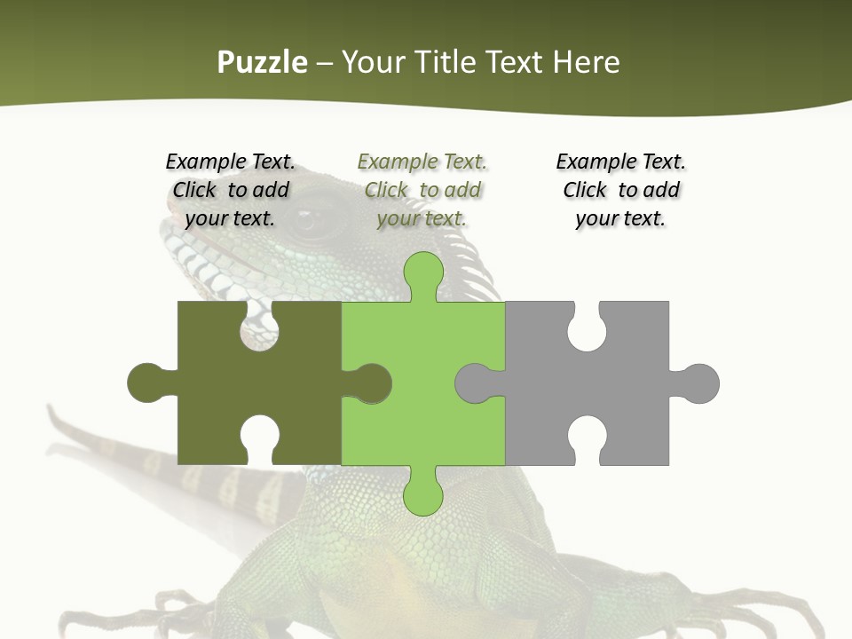 Bearded Dragon In Front Of A White Background PowerPoint Template