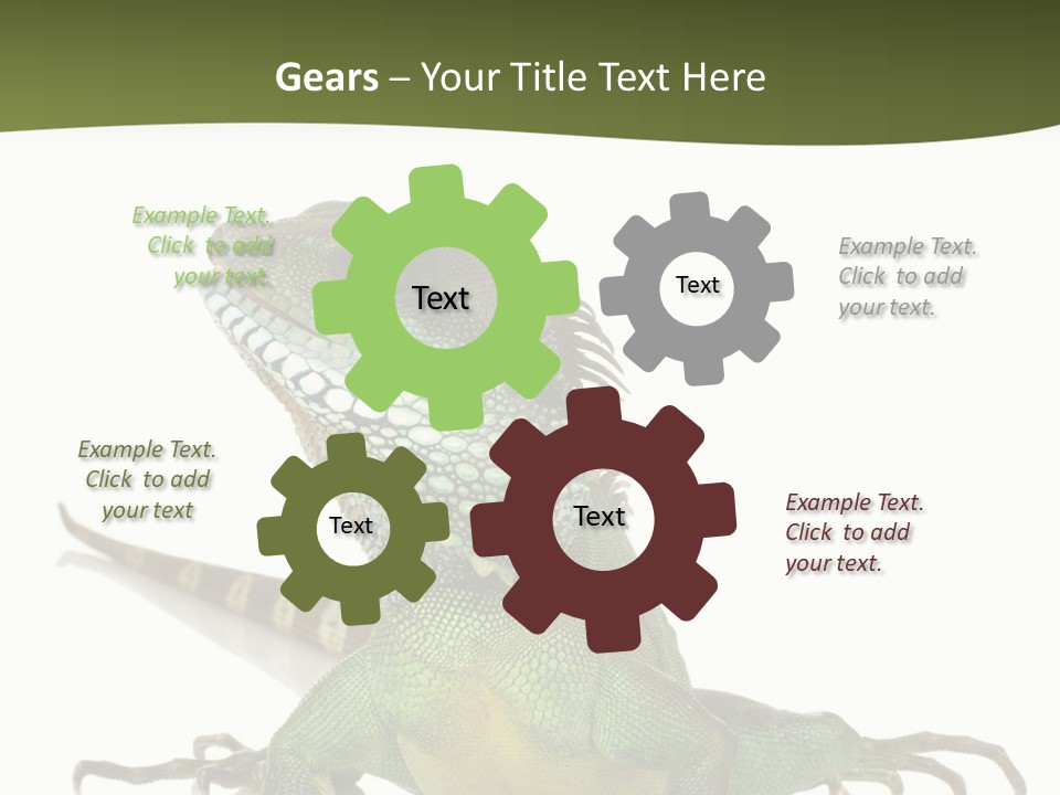 Bearded Dragon In Front Of A White Background PowerPoint Template