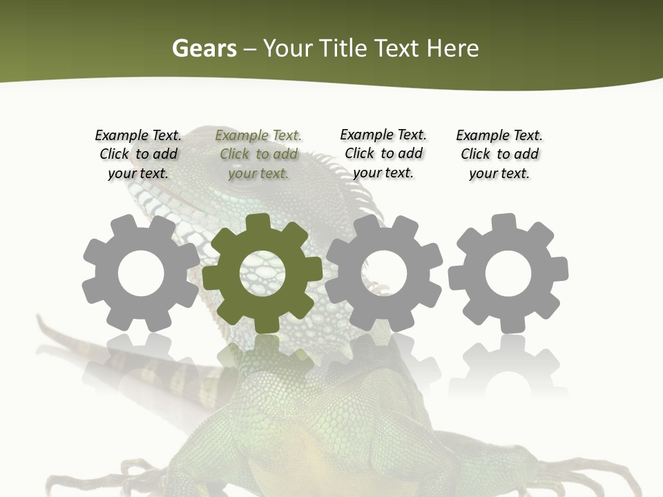 Bearded Dragon In Front Of A White Background PowerPoint Template