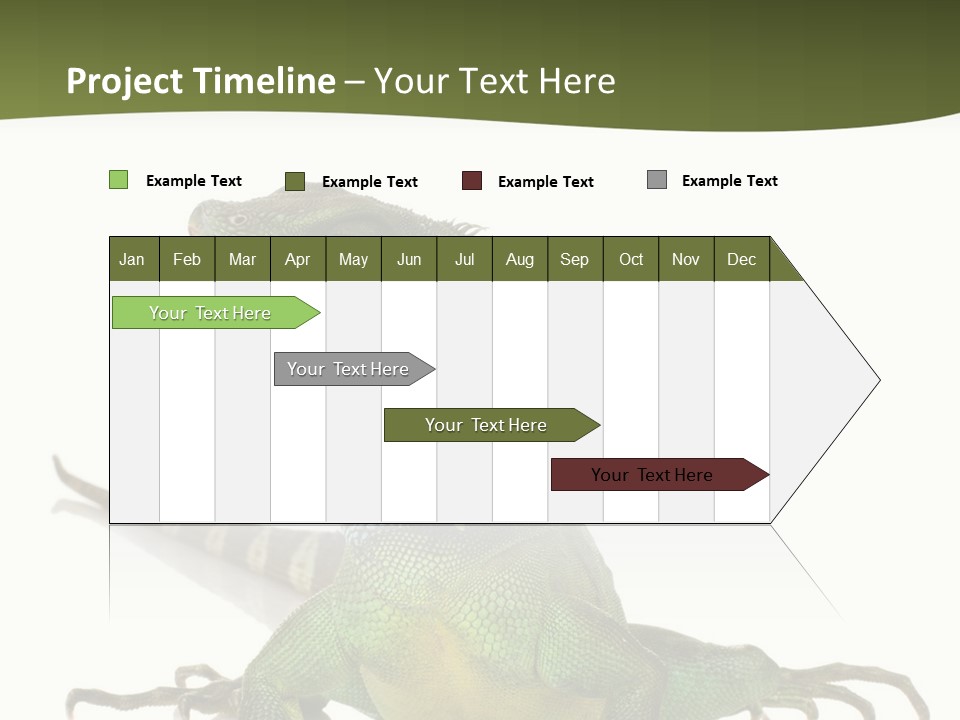 Bearded Dragon In Front Of A White Background PowerPoint Template