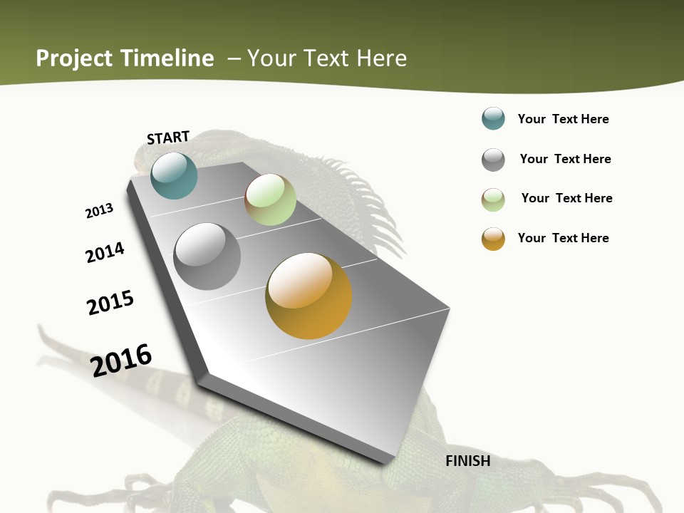 Bearded Dragon In Front Of A White Background PowerPoint Template