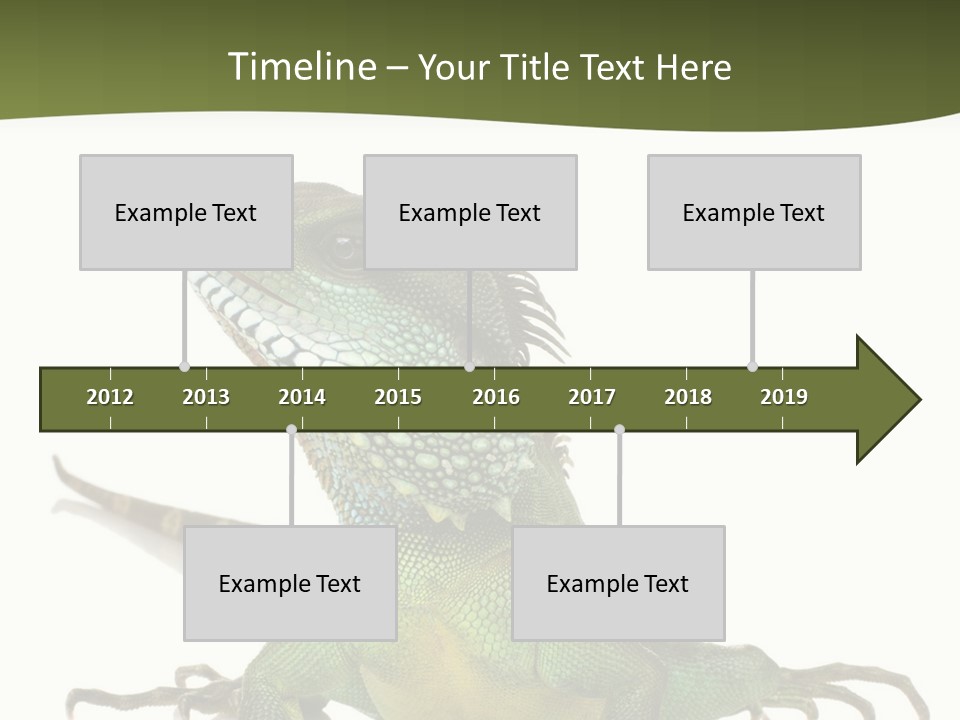 Bearded Dragon In Front Of A White Background PowerPoint Template